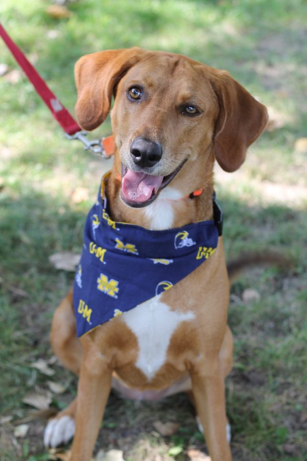 Bandana Michigan Wolverines