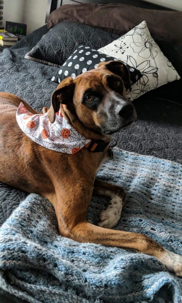 Spider Webs and Pumpkins Reversible Bandana - Imagem 4