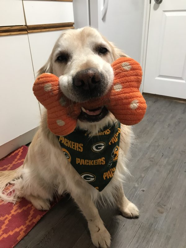 Um de nossos clientes patas usando sua nova bandana de cachorro