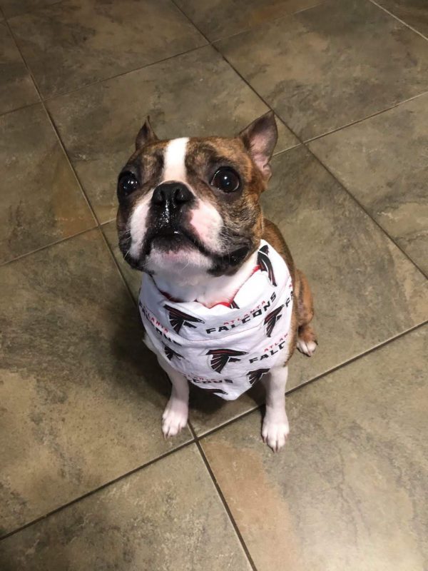 Un de nos clients pawsome portant son nouveau bandana pour chien