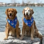 https://www.instagram.com/maggieandfionathegoldensisters/