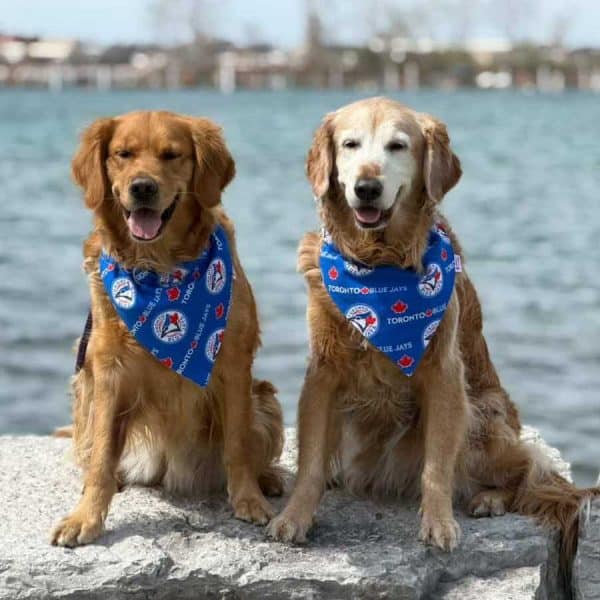 Toronto Blue Jays Dog Bandana - Image 2