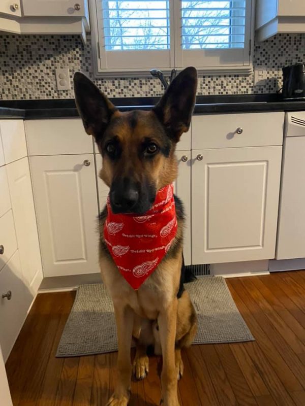 Un de nos clients pawsome portant son nouveau bandana pour chien