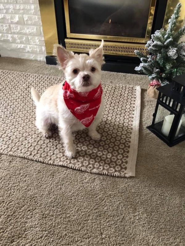 Um de nossos clientes patas usando sua nova bandana de cachorro