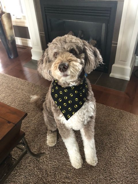 One of our pawsome customers wearing their new dog bandana