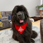 Um de nossos clientes patas usando sua nova bandana de cachorro