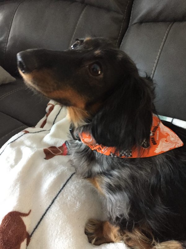 Un de nos clients pawsome portant son nouveau bandana pour chien