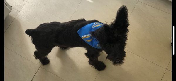 Un de nos clients pawsome portant son nouveau bandana pour chien