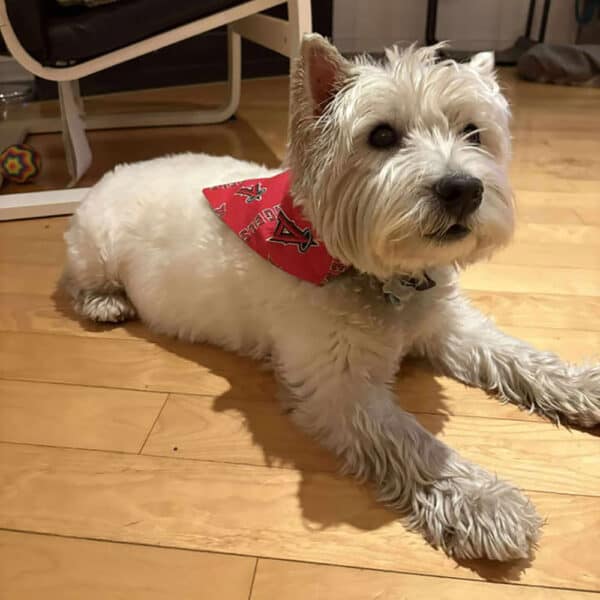 Los Angeles Angels Dog Bandana - Image 3