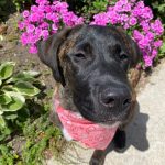 Um de nossos clientes patas usando sua nova bandana de cachorro