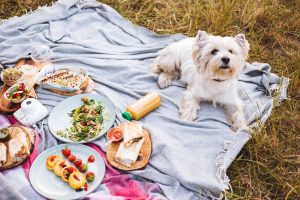 Close up cute little dog lying on picnic blanket with variety of tasty food and drinks on picnic in park