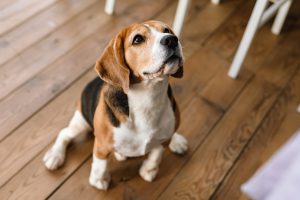Close up van een beagle hond die binnen zit en omhoog kijkt