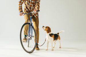 Zugeschnittenes Bild eines Radfahrers mit Hund auf Weiß