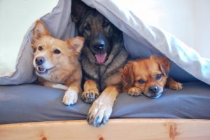 Cree un 'refugio seguro' dentro de su hogar para su perro