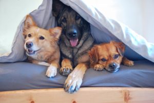 Schaffen Sie einen "sicheren Hafen" in Ihrem Zuhause für Ihren Hund