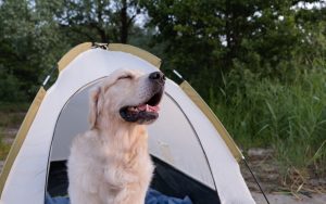 Dog in Tent