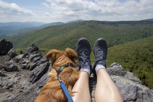 Vista desde la cima de la montaña con perro