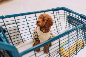 Kleiner Hund, der in einem Einkaufswagen reitet