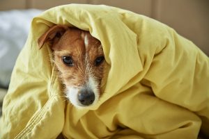 Droevige verveelde hond ligt in bed. Huisdier warmt op onder de deken in de slaapkamer. Dierenverzorging