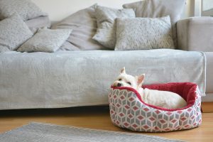 A Dog Lies in His Bed