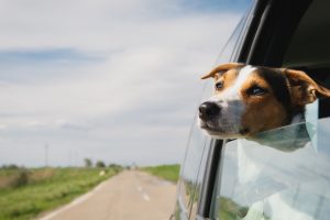 Kleine Hunderassen Jack Russell Terrier fährt an einem Sommertag in einem Auto, das sich aus dem Fenster lehnt