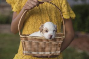 Young woman holding a puppy in a basket