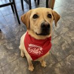 Um de nossos clientes patas usando sua nova bandana de cachorro