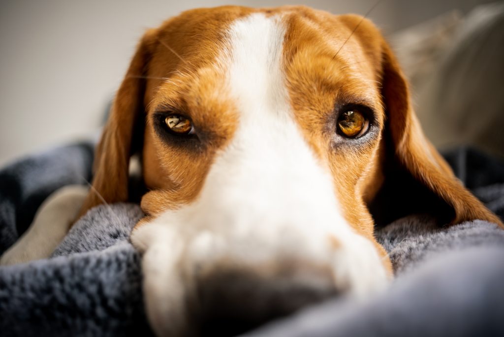Beagle dog Laying on blanket on a couch. Looking sad or sick. Tired dog