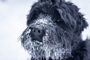 Porträt eines schönen schwarzen Hundes Riesenschnauzer auf einem Spaziergang im Winter bei Schneewetter.