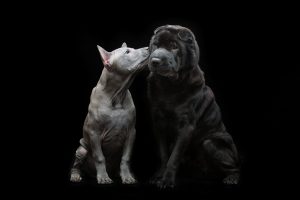Schöner alter schwarzer reinrassiger Shar Pei-Hund und niedlicher blauer thailändischer Ridgeback-Welpe, der auf schwarzem Hintergrund sitzt und küsst. Platz kopieren.