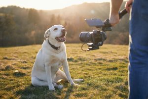 Süßer Hund (Labrador Retriever) posiert für Dreharbeiten auf der Wiese bei Sonnenuntergang. Videofilmer, der Gimbal mit Kamera hält.