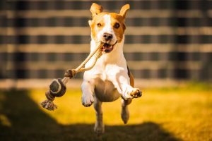 Fröhlicher Beagle-Hund, der mit fliegenden Ohren in Richtung Kamera läuft. Aktives Hundekonzept