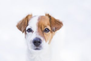 Nahaufnahme Porträt eines jungen süßen kleinen Hundes im Schnee, der die Kamera anschaut. Braune und weiße Farben. Im Freien, weißer Hintergrund. Natur