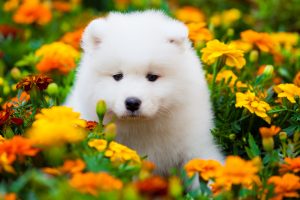 Samojede Hund