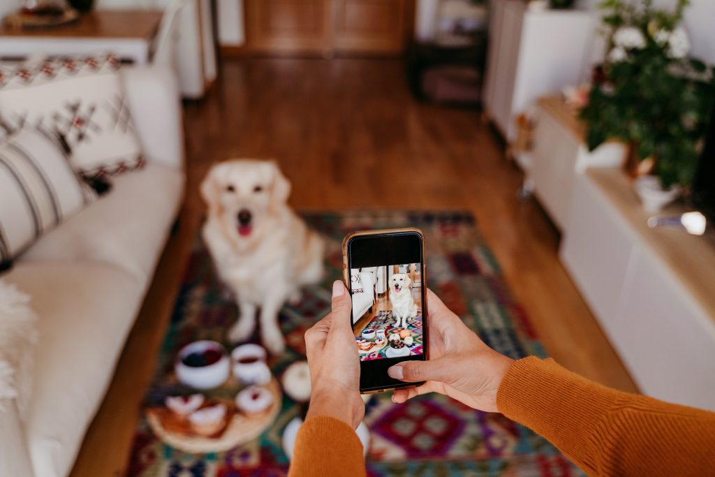 junge kaukasische frau, die ein foto ihres golden retriever-hundes mit handy macht. Zuhause, drinnen