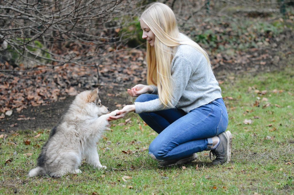 Training a puppy