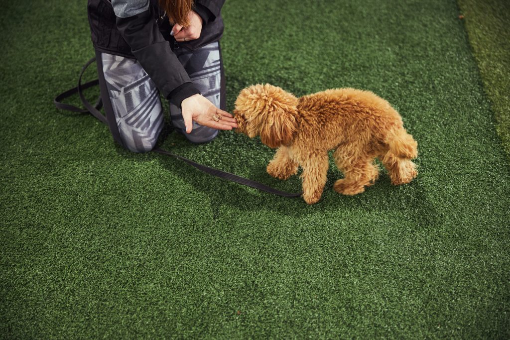 Cropped photo of a female instructor seated on the artificial grass giving a red Toy Poodle a treat