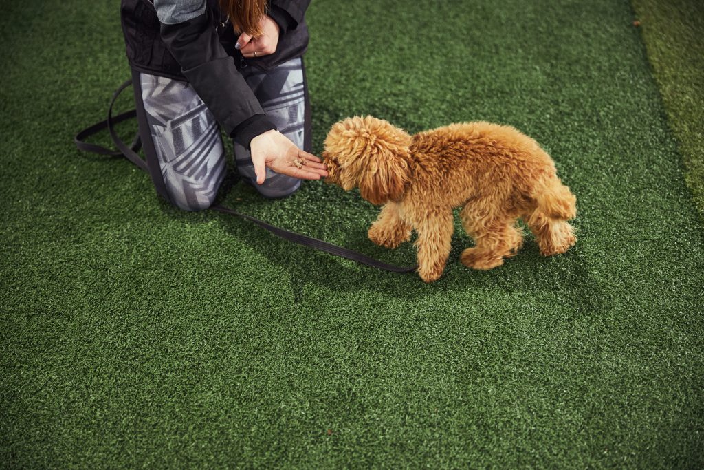 Foto recortada de una instructora sentada en el césped artificial dándole un regalo a un Caniche Toy rojo