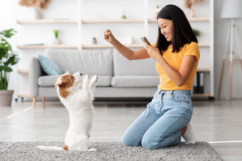 Joyful young korean woman training her fluffy puppy jack russel terrier at home, giving treats to dog standing on hind legs, side view, panorama with copy space. Obedience training for dogs concept