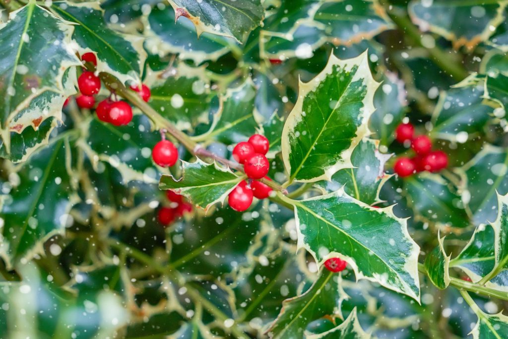 Natural holly leaves and berry background. Christmas and New year pattern, leaf texture.
