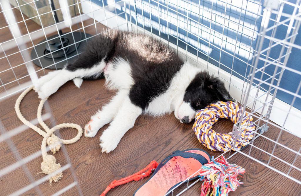 Cachorro durmiendo en jaula de mascotas en casa
