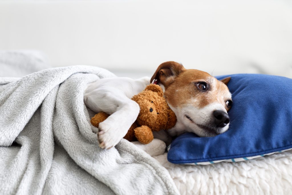 Sleeping jack russel terrier puppy dog with teddy bear toy