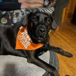 Um de nossos clientes patas usando sua nova bandana de cachorro