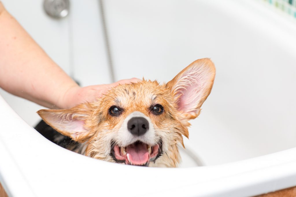 Perro Corgi se lava en el baño