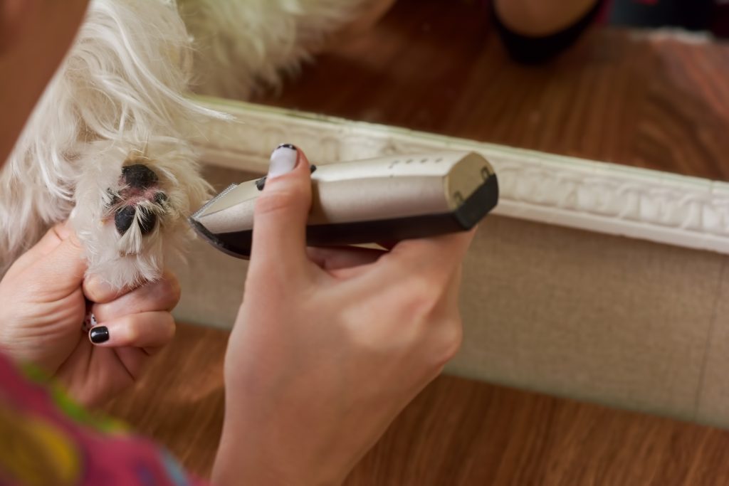 Aparar a pata do cão de perto. Mão usando máquina de cortar cabelo de cachorro.