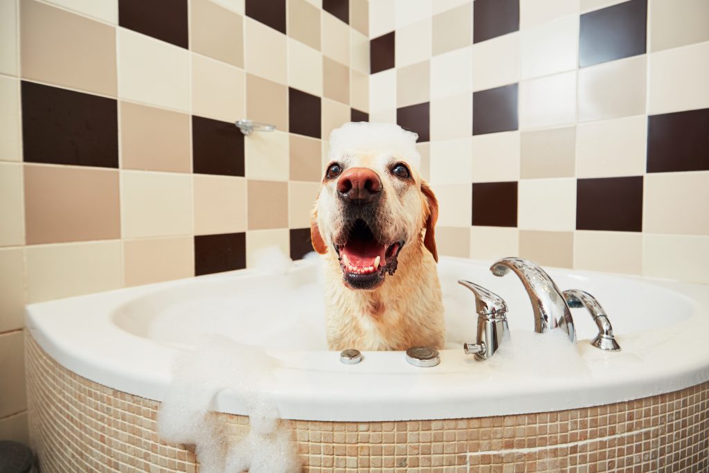 Banho do labrador retriever amarelo. Cachorro da felicidade tomando banho de espuma.