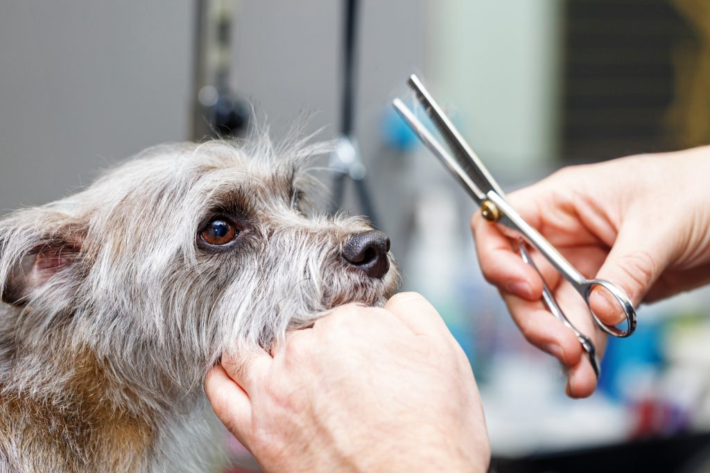 Groomer cutting hair of small dog  at a salon