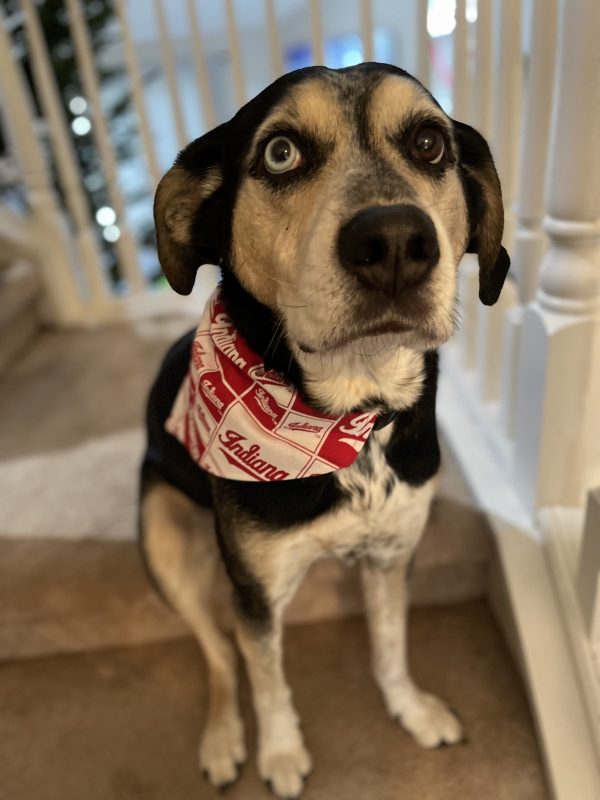 Een van onze schattige klanten met hun nieuwe hondenbandana