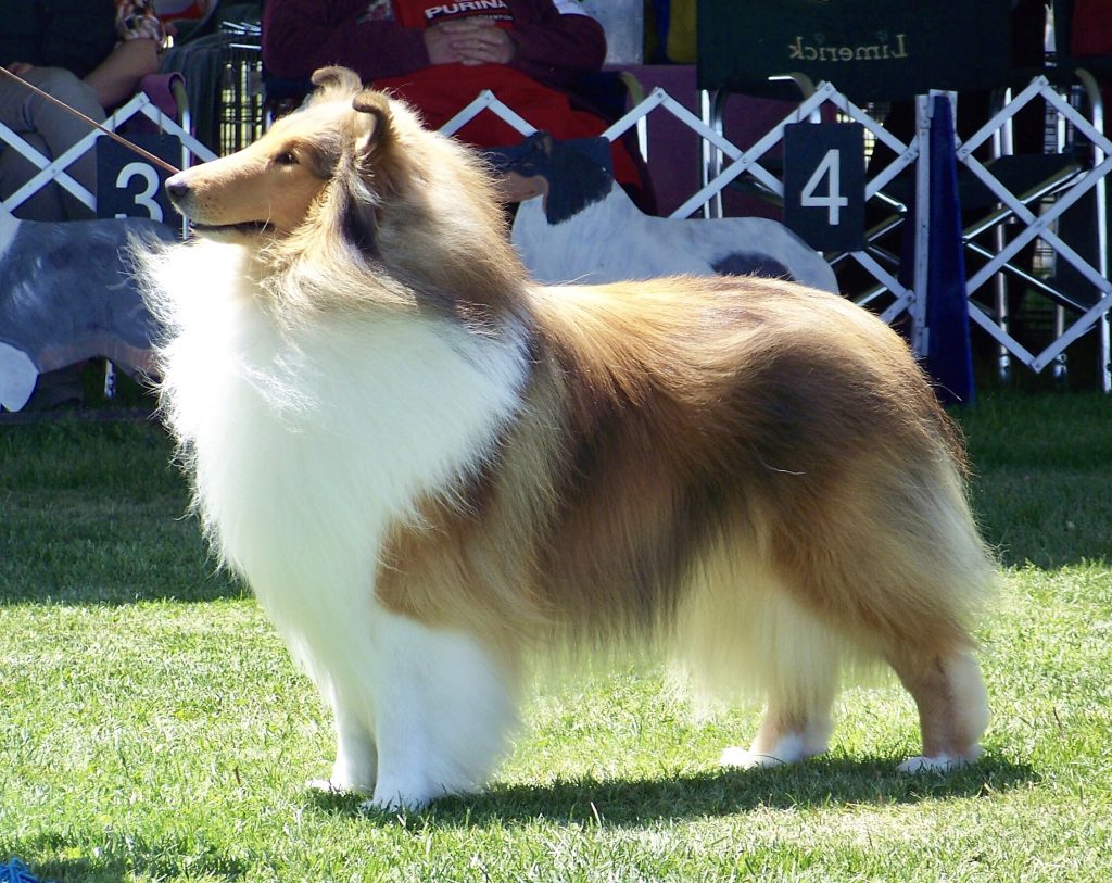 Perfectly groomed Collie