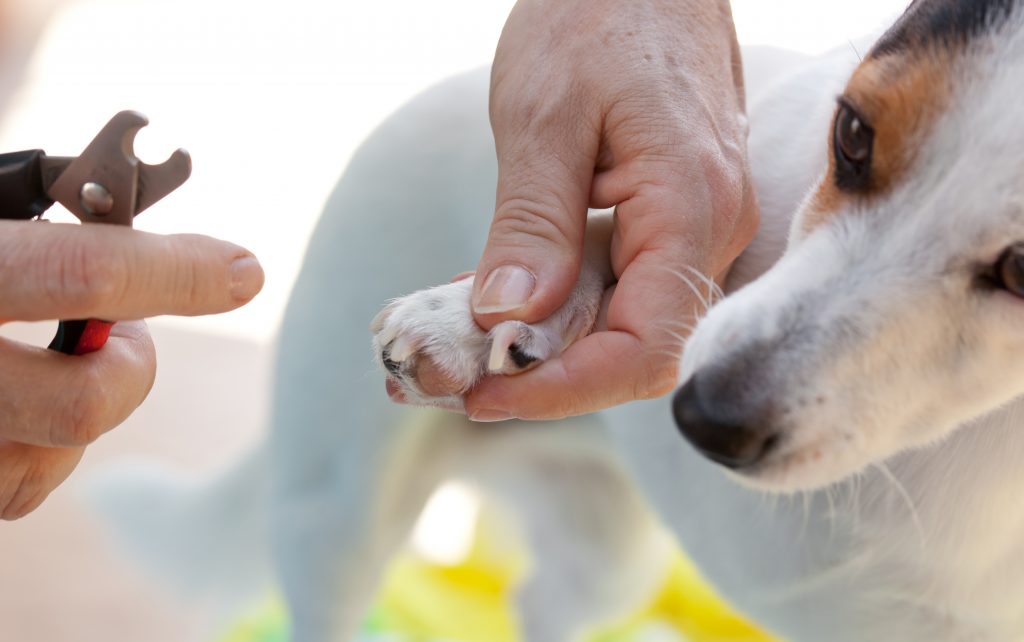 Tesoura para cortar as unhas do cão.